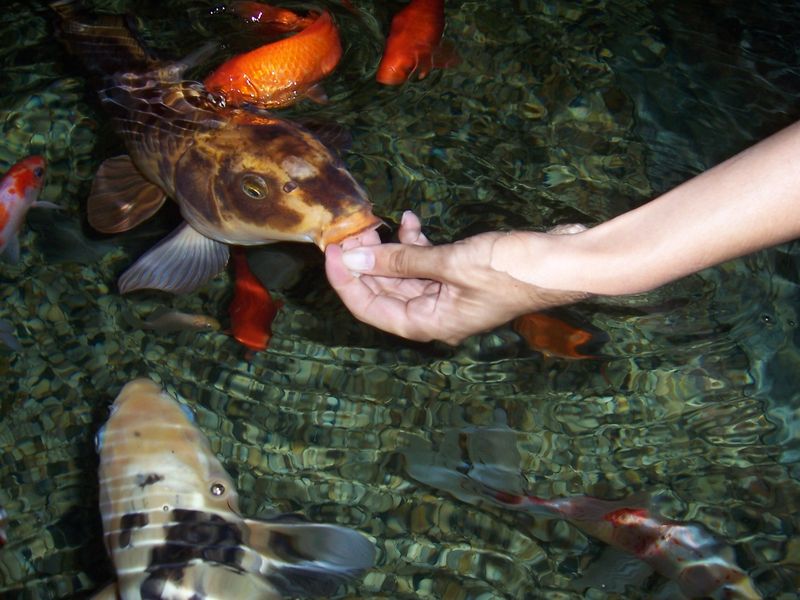 L’aquarium d’Aix-les-Bains